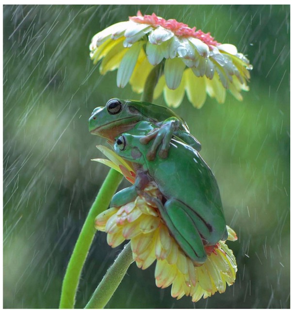 Frogs under a flower during rain